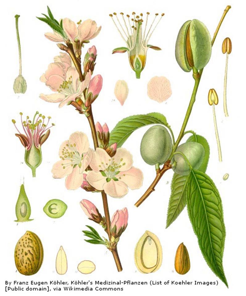 Prunus dulcis, the almond