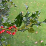 Wild-type Holly showing spiny leaves and red berries