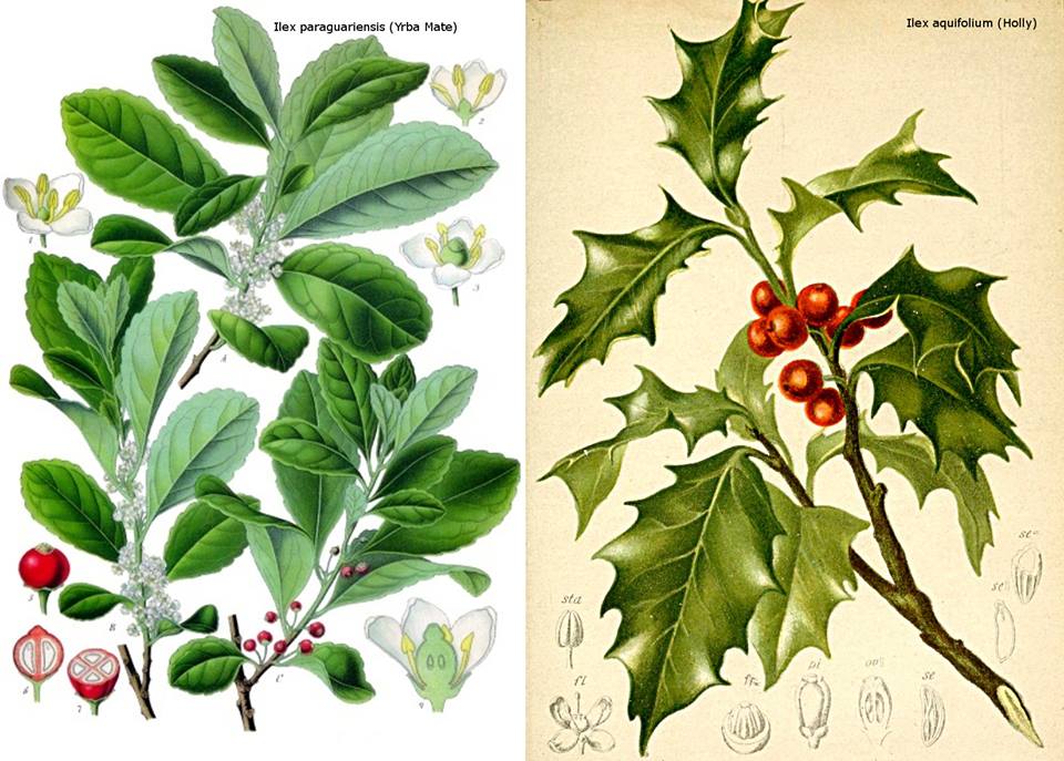 Botanical illustrations of <i>Ilex paraguariensis</i> (Mate) and <i>Ilex aquifolium</i> (Common Holly)