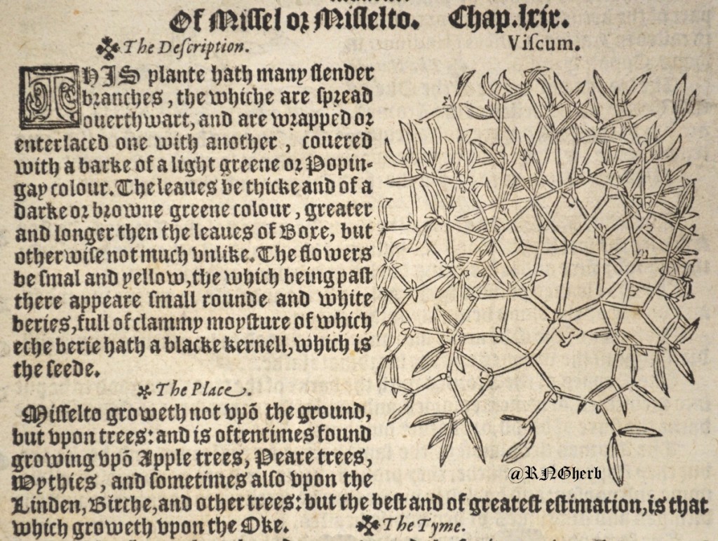 Viscum album in Lyte's Herball of 1578