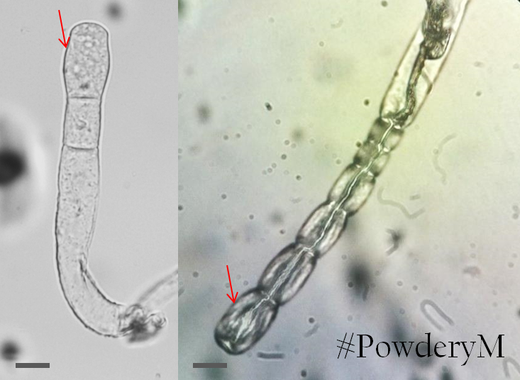 Figure 1: Conidiogenesis types of powdery mildew fungi. Left: Pseudoidium-type  Right: Euoidium-type. Photos by O. Ellingham.