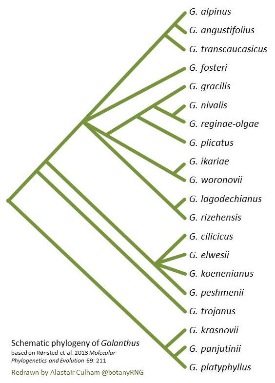 Galanthus Phylogeny1