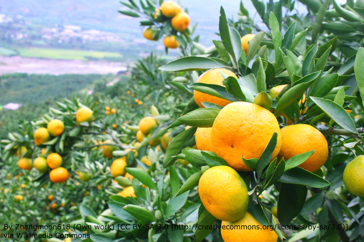 Tangerine_in_Huaning_CountyAB
