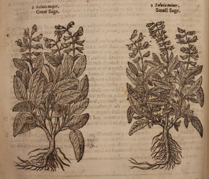 Images of two Sage plants, one with broad leaves, one with narrow. Probably Salvia officinalis and Salvia lavandulifolia