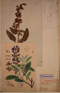 Common sage specimen, seeds and illustration on a 19th century herbarium sheet from Leo Grindon's cultivated plant collection