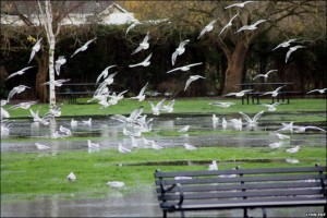 seagulls and floods