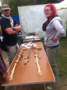 Zoe shows our visitors what a horse's skeleton looks like. This horse was found in a Saxo-Norman ditch and dates to around the 12th Century