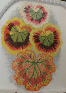Illustration of variegated pelargoniums from the 1930s.