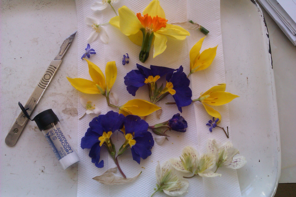 1. flowers nectar sampling