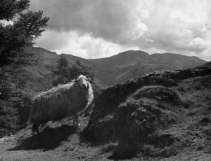 A Herdwick sheep