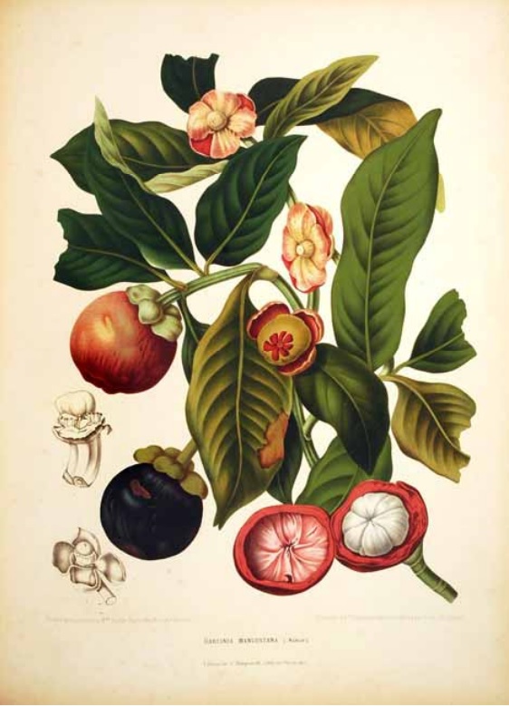 Garcinia mangostana, Fleurs, fruits et feuillages choisis de la flore by Nooten, 1880