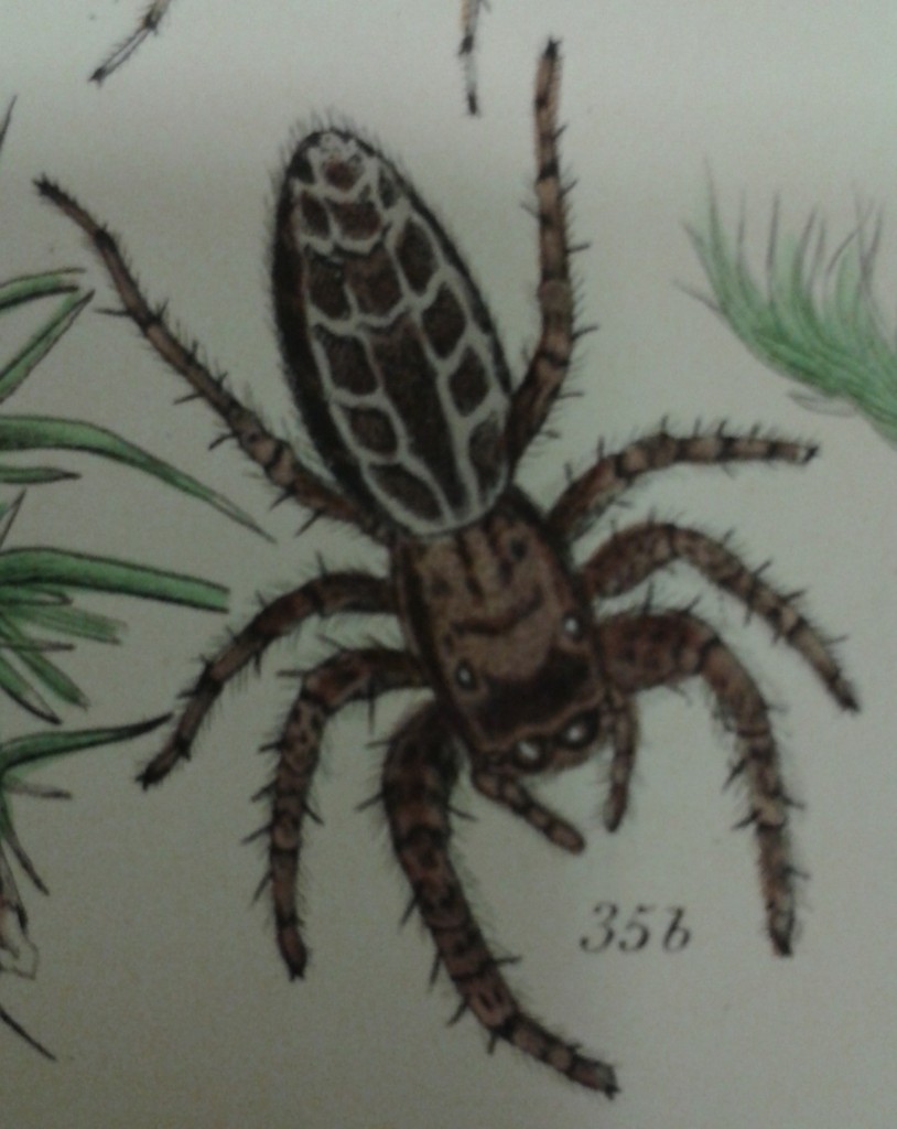 A history of the spiders of Great Britain and Ireland, by John Blackwall, 1861-1864, COLE 79F