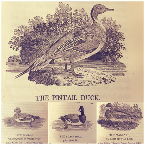Engravings by T. Bewick, MERL LIBRARY RES--1840-HIS