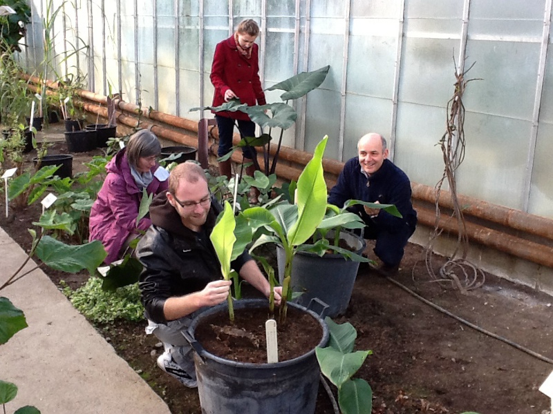 Four student volunteers in the tropical glasshouse checking pots of banana, Canna, Colocasia and Xanthosoma
