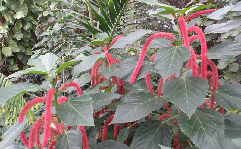 Acalypha in flower