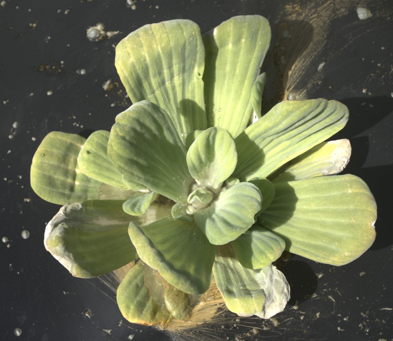 Water lettuce, Pistia stratiotes, floating in the tropical pond.
