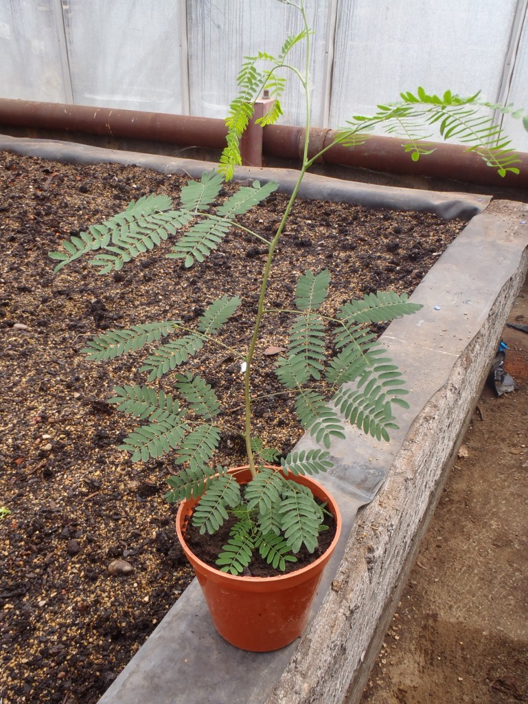 A seedling of Leucaena leucocephala grown from our small tree