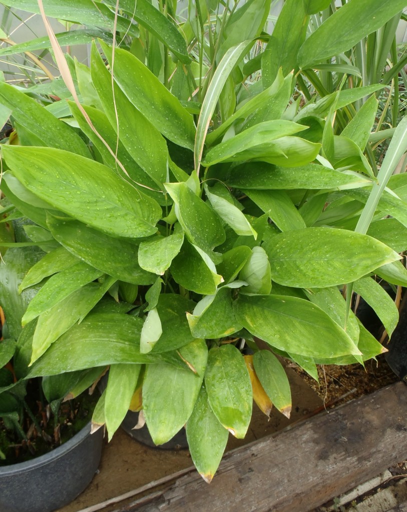 Arrowroot, Maranta arundinacea