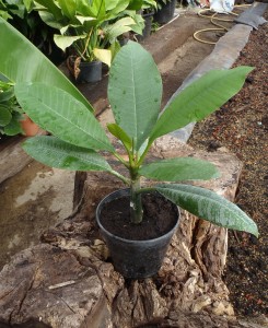 Plumeria cutting in 15cm pot