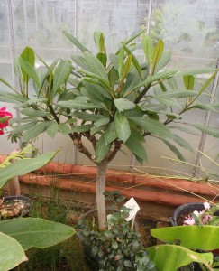 Three year old plant of Plumeria rubra showing the typical branching pattern and wide crown