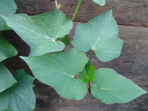 Ipomoea batatas leaves