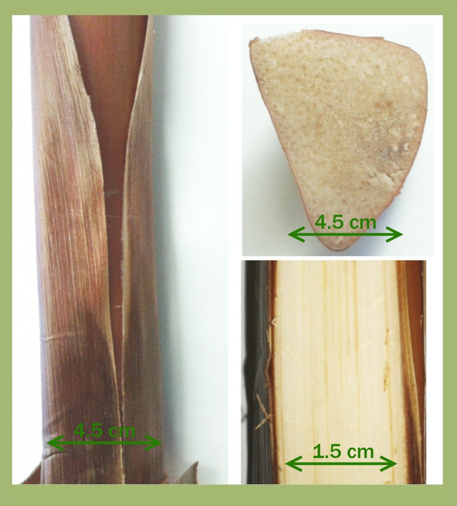 Images of Cyperus papyrusstem anatomy.