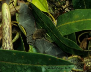 Bat seen roosting in N. bicalcarata pitchers. Attributes to Alastair Culham 2013