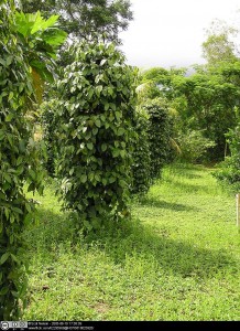 Black pepper cultivation