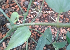 Piper apiculatum showing swollen nodes