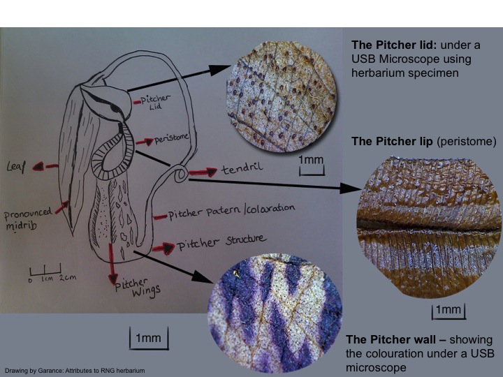 Drawing of a typical Pitcher structure with close ups using a USB microscope from herbarium specimens (RDG)