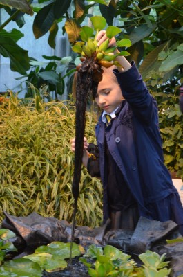 The long roots of water hyacinth are being inspected by one of the Schools' Challenge winners.