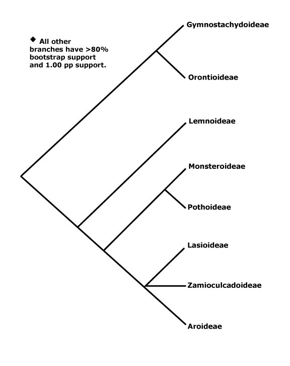 Infrafamilial classification of the Araceae (APWeb, 2013)