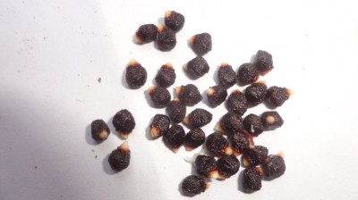 Nigerian A.melegueta seeds when fresh | Tropical Biodiversity