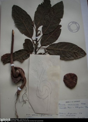 Though not cultivated in the UK, this specimen (which you can find in the University of Reading herbarium) was found growing wild near Rochdale.