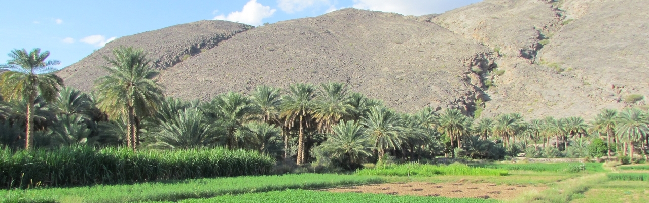 Traditional date palm farm in  Oman (R Al-Yahyai)