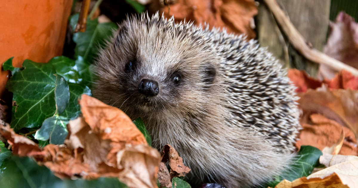 Hedgehog in the leaves