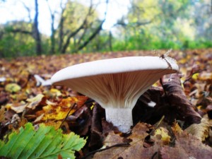 A nice specimen of Clitocybe in the Wilderness on campus