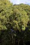 Arbutus unedo tree
