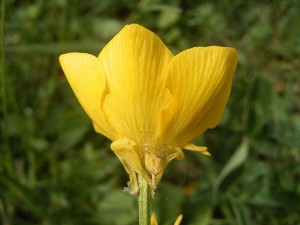 Ranunculus bulbosus or Bulbous buttercup showing the yellow petals of the flower and downturned sepals
