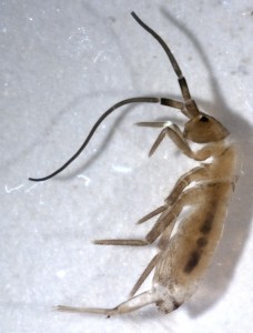 Image 1 Showing a Collembola with large sprung tail and 4 segmented antennae © Justin Groves The University of Reading
