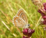 Image 2 Common Blue showing the under side of the wings © Justin Groves The University of Reading