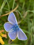Image 3 Common Blue male upperside of the wings © UK Butterflies Peter Eeles