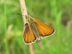 Image 1 Small Skipper Female showing colouration © UK Butterflies Vince Massimo