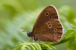 Image 2 Ringlet showing the typical underside of the wings © UK Butterflies Peter Eeles