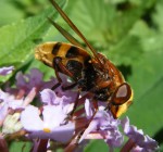 Image 2 Volucella zonaria © Justin Groves The University of Reading