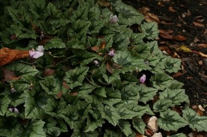 A nice patch of Cyclamen hederifolium found in the Harris Garden. Taken by Tom Cooper.
