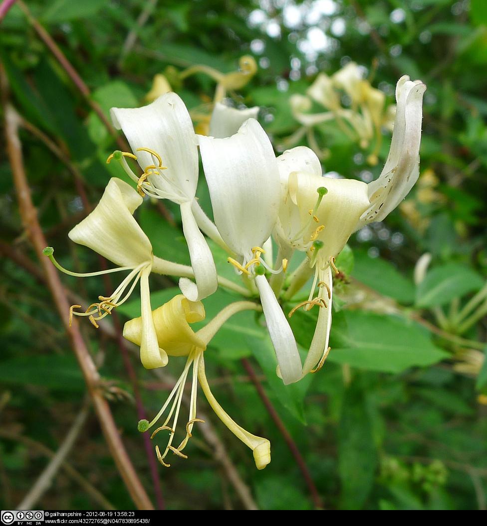 Honeysuckle infloresence, showing clearly 5 stamen protruding from the flower.