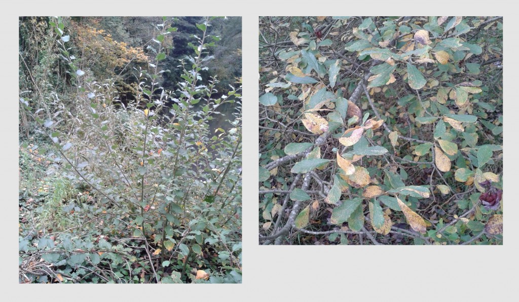 Composite 'photo of Salix caprea and S. cinerea shrubs.