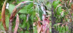 Budburst stages 1-4 for a juvenile Beech tree (Fagus sylvatica)