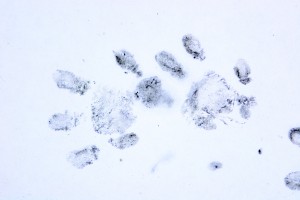 Hedgehog footprints found in one of the footprint tunnels placed in the Harris Garden